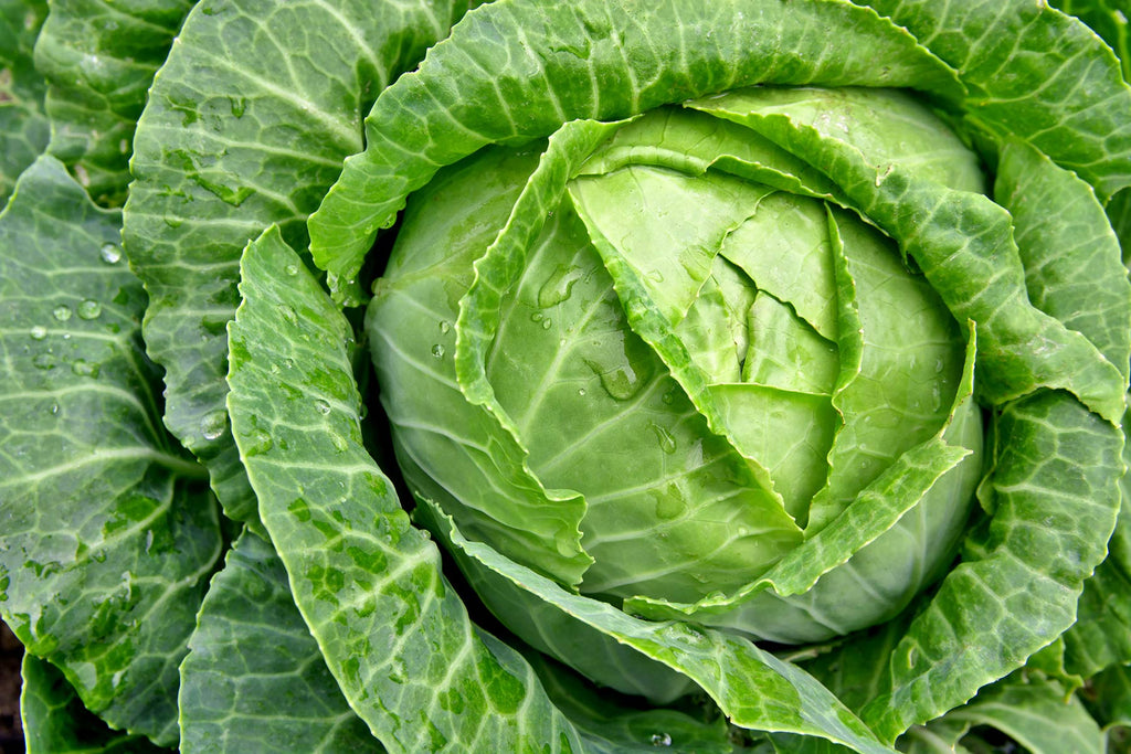 3 REASONS YOU SHOULD EAT MORE CABBAGE
